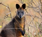 Beautiful Wallaby In The Bush Photo By: Ed Dunens Https://Creativecommons.org/Licenses/By/2.0/ 
