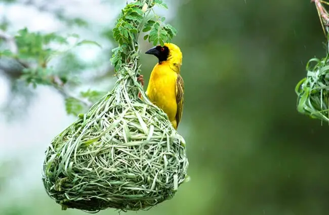 Южный ткач в маске охраняет свое гнездо Фото: Крис Исон https://creativecommons.org/licenses/by/2.0/