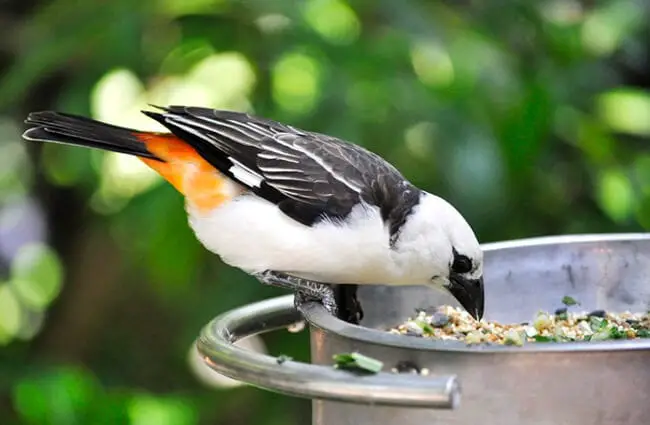 White-Headed Buffalo Weaver Photo by: Heather Paul https://creativecommons.org/licenses/by/2.0/ 