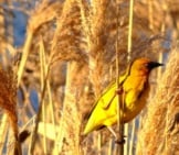 Yellow Weaver In A Reed Field Photo By: Delyth Williams Https://Pixabay.com/Photos/Bird-Yellow-Weaver-Reeds-Rushes-3732203/ 