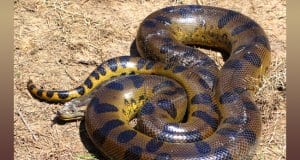 Anaconda coiled to strikePhoto by: Dave Lonsdalehttps://creativecommons.org/licenses/by-sa/2.0/