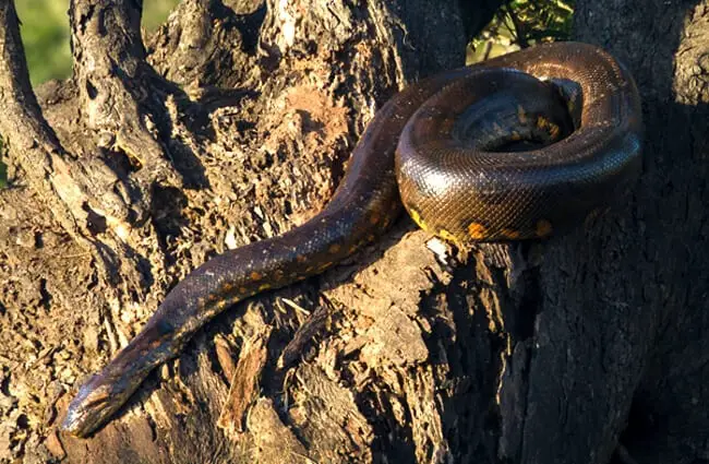 Bolivian Anaconda in a tree Photo by: Sakeeb Sabakka https://creativecommons.org/licenses/by-sa/2.0/ 