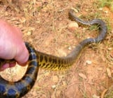 Yellow Anaconda Held By The Tail Photo By: Bernard Dupont Https://Creativecommons.org/Licenses/By-Sa/2.0/ 