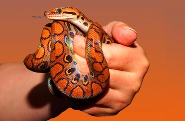 This pet is a young Rainbow BoaPhoto by: sipahttps://pixabay.com/photos/snake-rainbow-boa-reptile-scale-873308/
