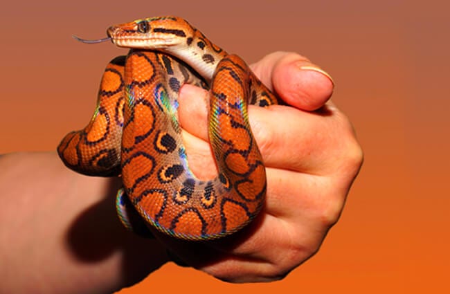 Boa Constrictor Facts