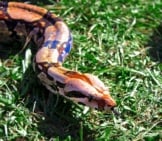 Snake In The Grass – A Boa Ready For Her Close Up Photo By: Scott Markowitz Https://Creativecommons.org/Licenses/By/2.0/ 