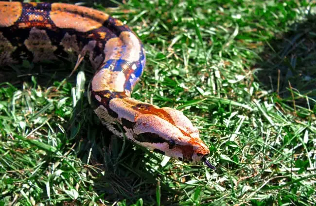 Snake in the grass – a Boa ready for her close up Photo by: Scott Markowitz https://creativecommons.org/licenses/by/2.0/ 