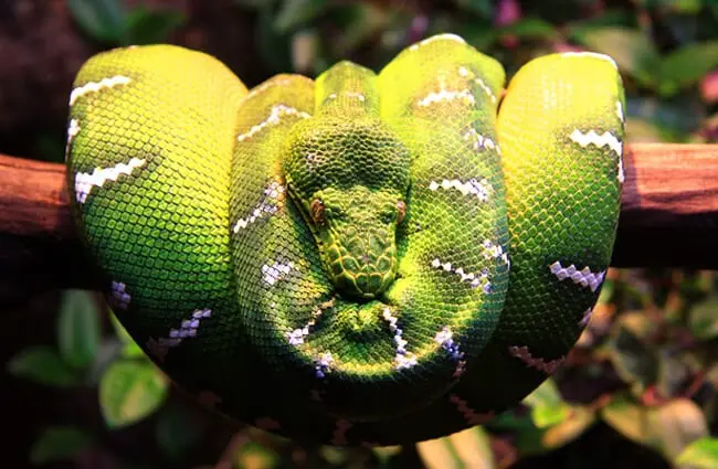 This Emerald Tree Boa is simply beautiful Photo by: Ingve Moss Liknes https://creativecommons.org/licenses/by/2.0/ 