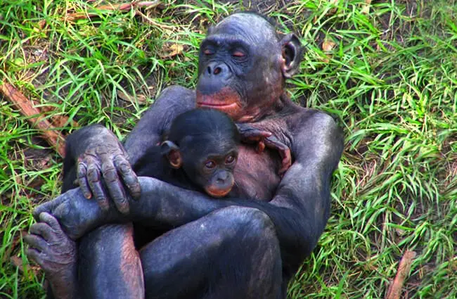 Mother Bonobo cradling her toddler Photo by: pelican https://creativecommons.org/licenses/by-sa/2.0/ 