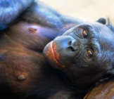 Bonobo Loungingphoto By: Jeroen Kransenhttps://Creativecommons.org/Licenses/By-Sa/2.0/