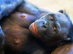 Bonobo loungingPhoto by: Jeroen Kransenhttps://creativecommons.org/licenses/by-sa/2.0/