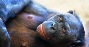 Bonobo loungingPhoto by: Jeroen Kransenhttps://creativecommons.org/licenses/by-sa/2.0/