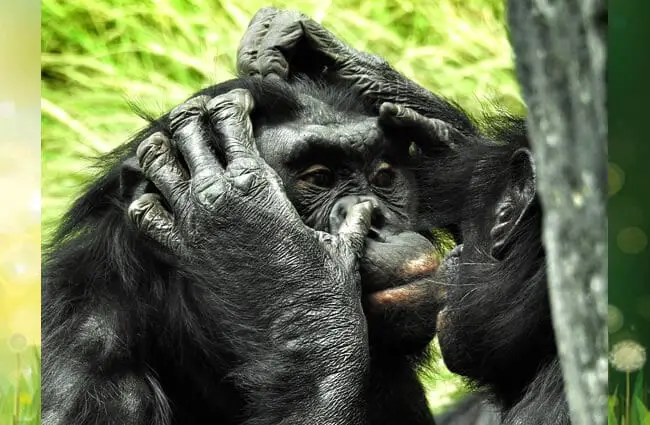 A pair of Bonobos grooming, San Diego Zoo Photo by: NauticalVoyager https://pixabay.com/photos/bonobo-san-diego-zoo-mammal-ape-2368873/ 