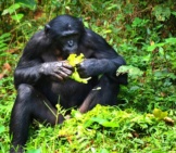 Bonobo Eating Fruit Photo By: Tsauquet //Pixabay.com/Photos/Bonobo-Primate-Ape-Lola-Ya-Bonobo-2139563/ 