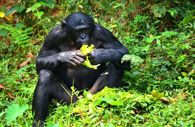 Bonobo eating fruit Photo by: tsauquet //pixabay.com/photos/bonobo-primate-ape-lola-ya-bonobo-2139563/ 