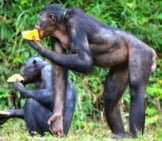 Fruit-Eating Bonobos Photo By: Tsauquet Https://Pixabay.com/Photos/Bonobo-Primate-Ape-Lola-Ya-Bonobo-2139562/ 