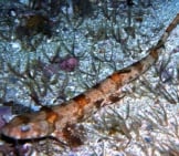 Puffadder Shyshark Photo By: Seascapeza Cc By 3.0 Https://Creativecommons.org/Licenses/By/3.0 