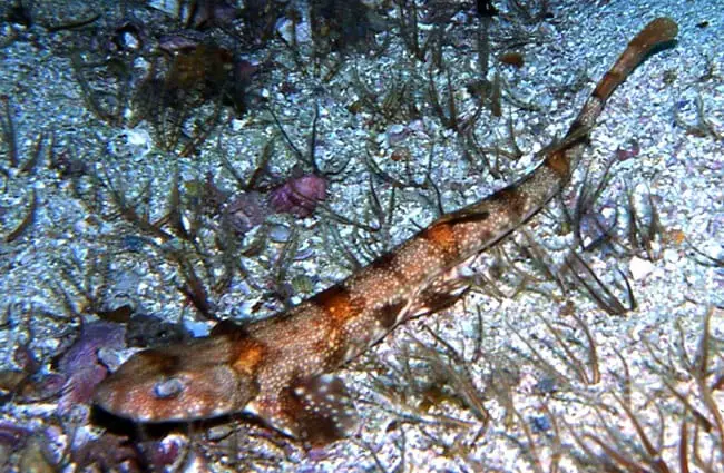 Puffadder Shyshark Photo by: Seascapeza CC BY 3.0 https://creativecommons.org/licenses/by/3.0 