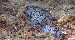 This deep sea fish is a catsharkPhoto by: NOAA Photo Library Followhttps://creativecommons.org/licenses/by/2.0/