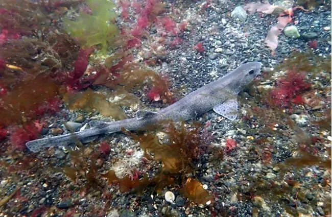 Dogfish camouflaged on the ocean floor Photo by: heartypanther https://creativecommons.org/licenses/by/2.0/ 