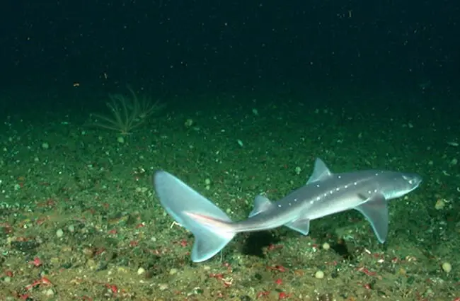 Dogfish – a rarely-seen deep-sea animal, off the coast Olympic Coast National Marine Sanctuary Photo by: NOAA&#039;s National Ocean Service https://creativecommons.org/licenses/by/2.0/ 