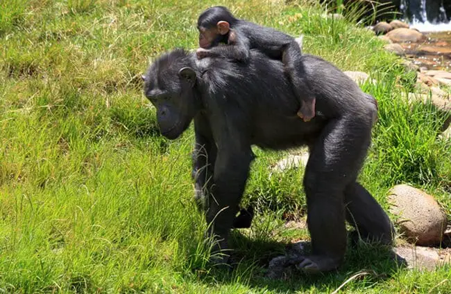 Mama Chimp giving her baby a piggy-back ride! Photo by: russellstreet https://creativecommons.org/licenses/by-sa/2.0/ 