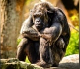 Grumpy Chimpanzee Photo By: Skeeze Https://Pixabay.com/Photos/Chimpanzee-Sitting-Sad-Mammal-978809/ 