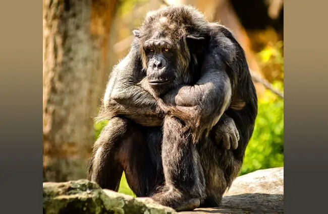 Grumpy Chimpanzee Photo by: skeeze https://pixabay.com/photos/chimpanzee-sitting-sad-mammal-978809/ 