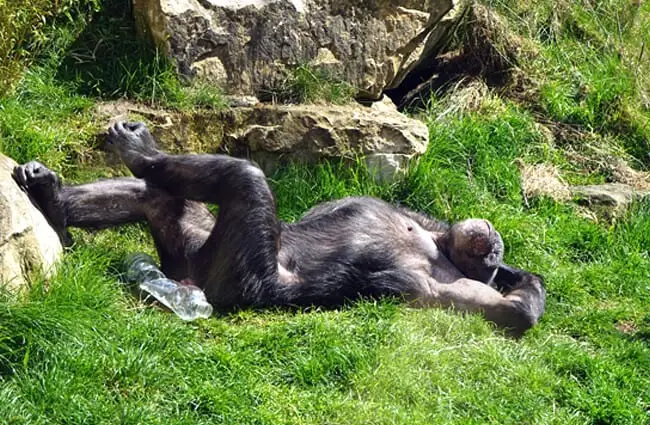 Chimp chillin&#039; out Photo by: Bernd Hildebrandt https://pixabay.com/photos/chimpanzee-monkey-ape-zoo-tired-751238/ 