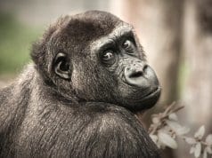 Chimpanzee posing for the photographerPhoto by: Alfred Derkshttps://pixabay.com/photos/chimpanzee-view-monkey-ape-mammal-2586193/