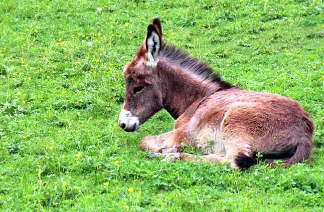 Жеребенок-ослик дремлет на солнышке Фото: Манфред Антраниас Циммер https://pixabay.com/photos/donkey-donkey-foal -foal-baby-409165/