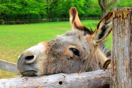 Curious DonkeyPhoto by: AnnaERhttps://pixabay.com/photos/animal-donkey-head-eyes-ears-197161/