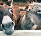 Two Donkeys In A Corral Photo By: Wokandapix Https://Pixabay.com/Photos/Donkey-Farm-Animal-Ass-1725230/ 