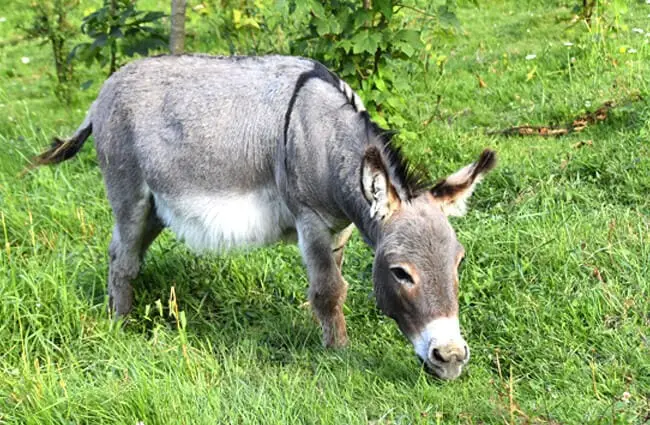 Miniature Donkey grazing in a field Photo by: JacLou DL https://pixabay.com/photos/donkey-donkey-miniature-equine-4340637/ 