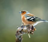 Chaffinch On A Dead Branch Photo By: John Fotheringham Https://Pixabay.com/Photos/Bird-Chaffinch-Nature-Wildlife-3901852/ 