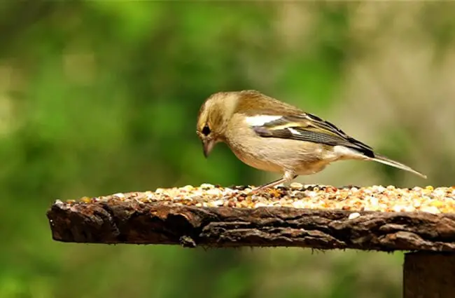 Зеленый зяблик ест семена, оставленные в кормушке на заднем дворе. Фото: Дэвид Рид https://pixabay.com/photos/bird-green-finch-nature-feeding-4140590/
