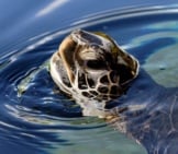 Green Sea Turtle Photo By: Bernard Spragg. Nz Https://Creativecommons.org/Licenses/By/2.0/ 