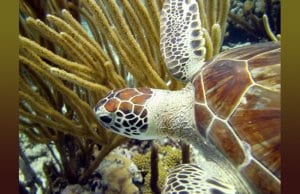 Beautiful Green Sea TurtlePhoto by: Amandahttps://creativecommons.org/licenses/by/2.0/