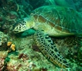 Closeup Of A Green Turtle Photo By: Bernard Dupont Https://Creativecommons.org/Licenses/By/2.0/ 