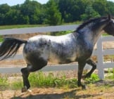 Proud And Prancing Appaloosa Photo By: Rachel Gutbrod Https://Creativecommons.org/Licenses/By/2.0/ 