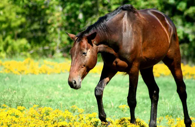 What ecosystem do horses live in