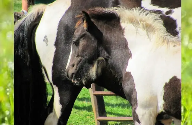 Pinto foal next to his mom Photo by: RichardBH https://creativecommons.org/licenses/by/2.0/ 