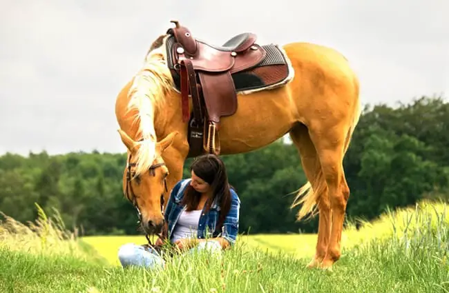 Лошадь Паломино уткнется носом в своего человека Фото: Ребекка Шенбродт-Рюль https://pixabay.com/photos/arabs-horse-human-palomino-trust-3449613/

<li class=