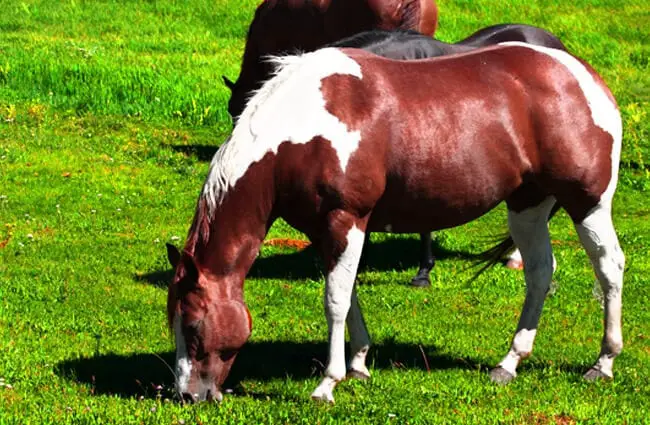 Paint quarter horse grazing Photo by: Rennett Stowe https://creativecommons.org/licenses/by/2.0/ 