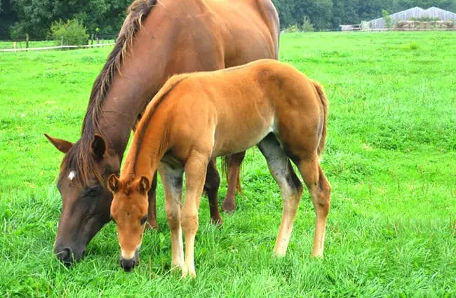 Quarter horse mare with her foal Photo by: evelynbelgium https://creativecommons.org/licenses/by/2.0/ 