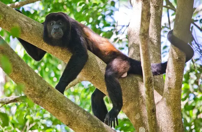 Эта обезьяна-ревун бездельничает на ветке в Коста-Рике. Фото: Чак Андолиноhttps://creativecommons.org/licenses/by-sa/2.0/