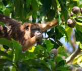 Howler Monkey Eating Fruit Photo By: (C) Stevenjfrancis Www.fotosearch.com