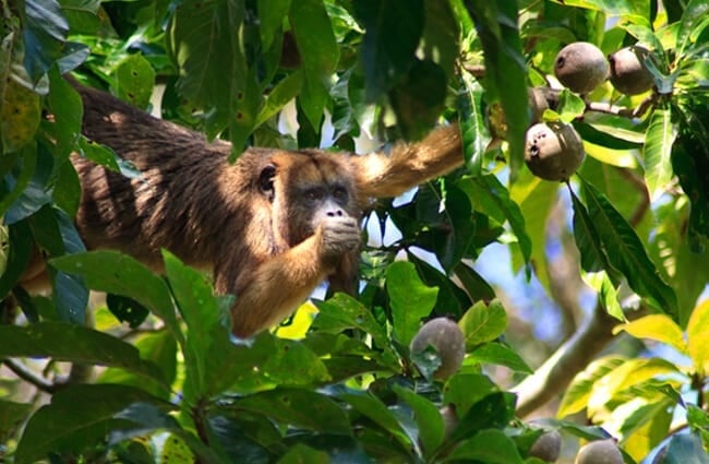Howler Monkey eating fruit Photo by: (c) stevenjfrancis www.fotosearch.com