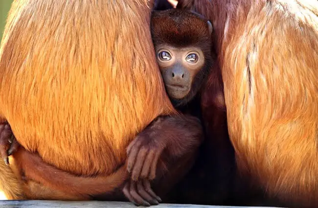 Cute baby Red Howler Monkey hiding with mom Photo by: (c) Anolis www.fotosearch.com
