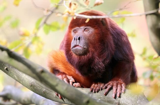Красивая обезьяна-ревун. Фото: (c) Anolis, www.fotosearch.com